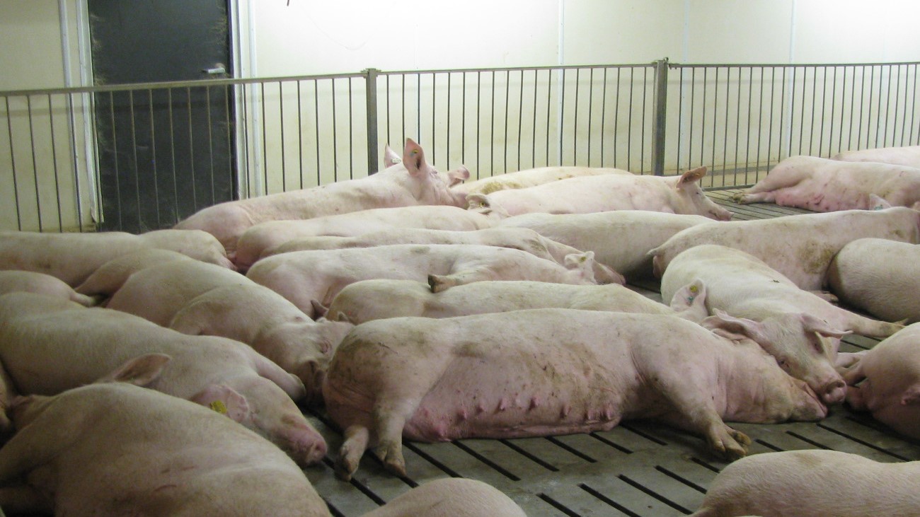 オンライン再販業者 Pig Production Problems | easterndistilleries.com